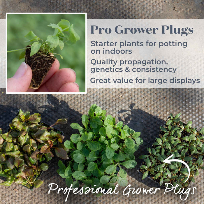 Pro Grower Plugs with text on a textured surface