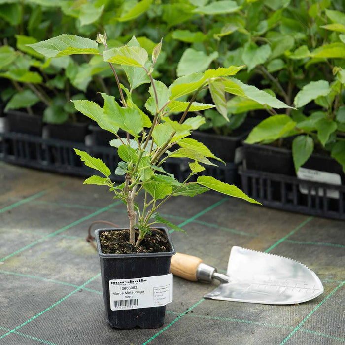 Mulberry 'Mojo Berry'