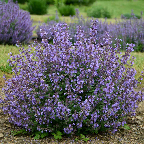 Nepeta 'Faassenii Kitten Around'