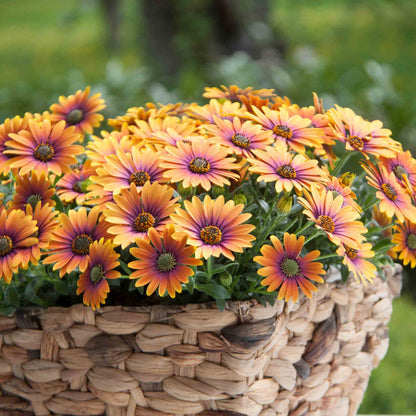 Osteospermum 'Flower Power Purple Sun'