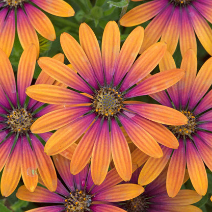 Osteospermum 'Flower Power Purple Sun'