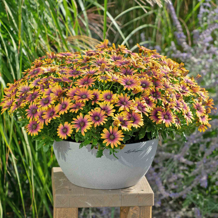 Osteospermum 'Flower Power Purple Sun'
