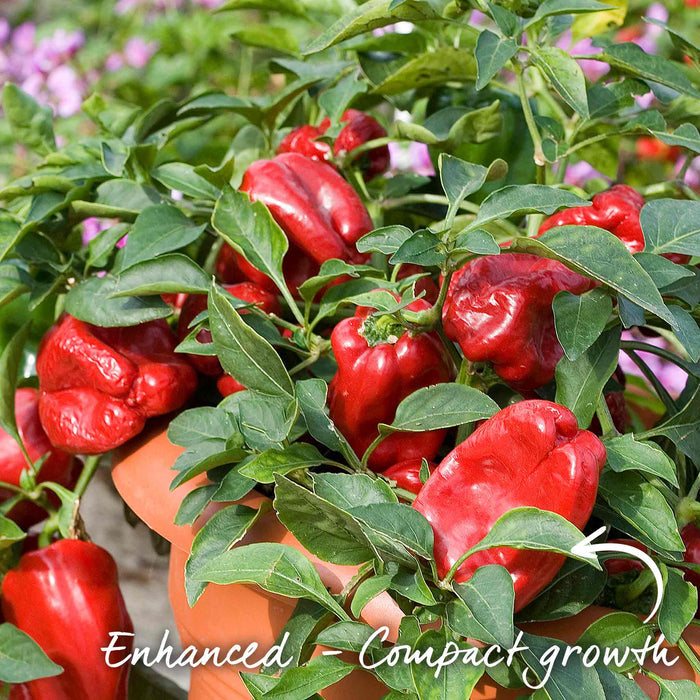 Pepper Seeds 'Sweet Red Skin'