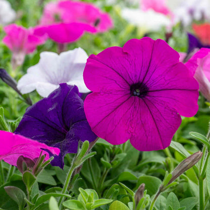 Petunia 'Easy Wave Mix'