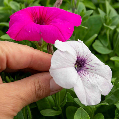 Petunia 'Easy Wave Mix'
