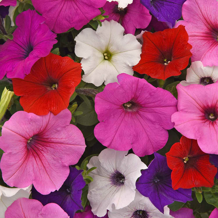 Petunia Plant 'Easy Wave Mix' - 12 x Garden Ready Plants