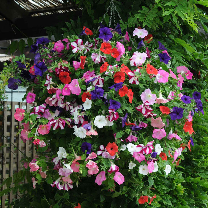 Petunia Plant 'Easy Wave Mix' - 12 x Garden Ready Plants