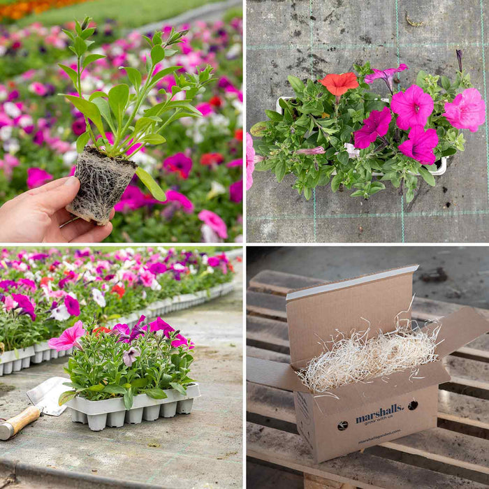 Petunia Plant 'Easy Wave Mix' - 12 x Garden Ready Plants