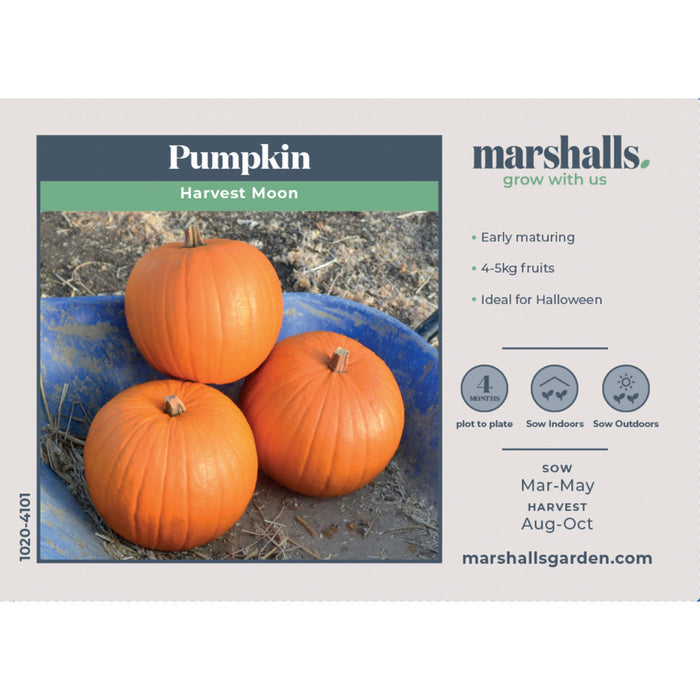 Pumpkin Seeds 'Harvest Moon'