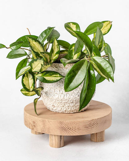 Round Reclaimed Wood Riser Stand | Made In USA: 8"