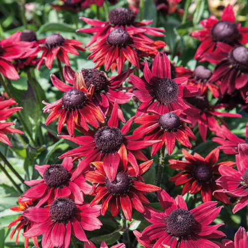 Rudbeckia 'Cherry Brandy'