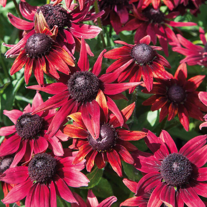 Rudbeckia 'Cherry Brandy'