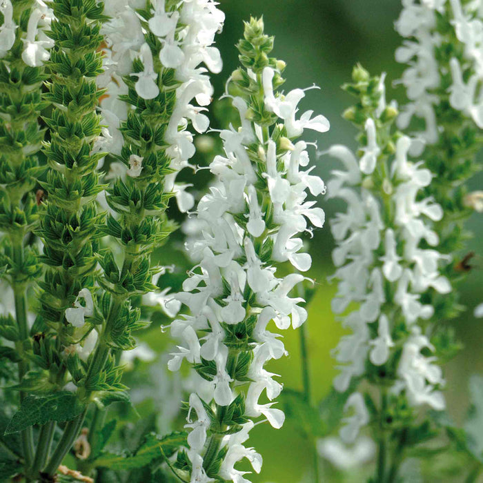 Salvia 'Lyrical White'