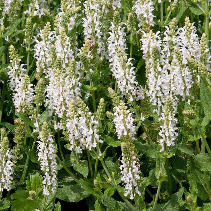 Salvia 'Lyrical White'
