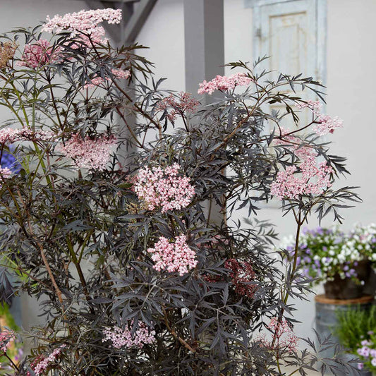 Sambucus nigra 'Black Lace'