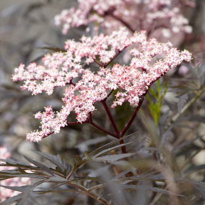 Sambucus nigra 'Black Lace'