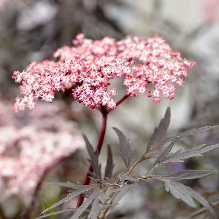 Sambucus nigra 'Black Lace'
