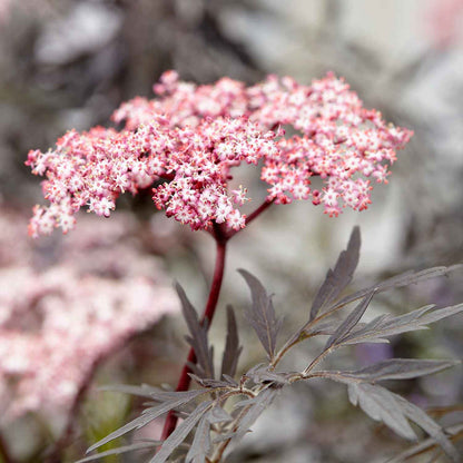 Sambucus nigra 'Black Lace'