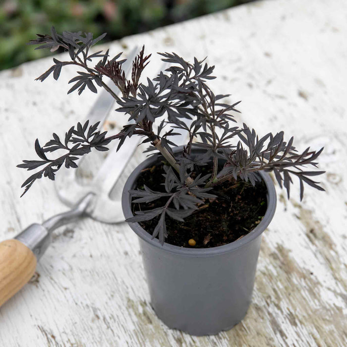 Sambucus nigra 'Black Lace'