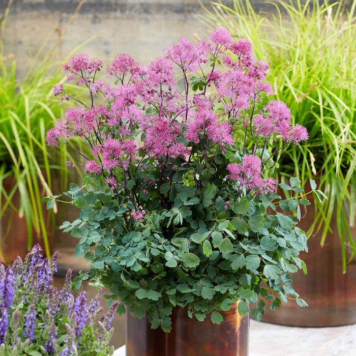 Thalictrum 'Little Pinkie'