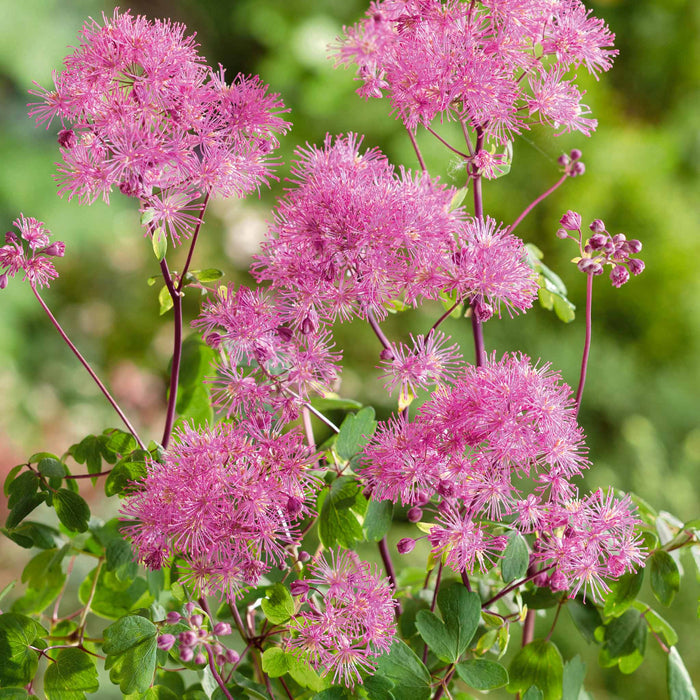 Thalictrum 'Little Pinkie'
