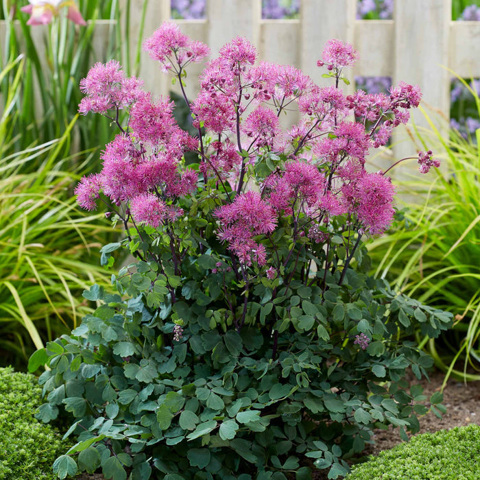 Thalictrum 'Little Pinkie'
