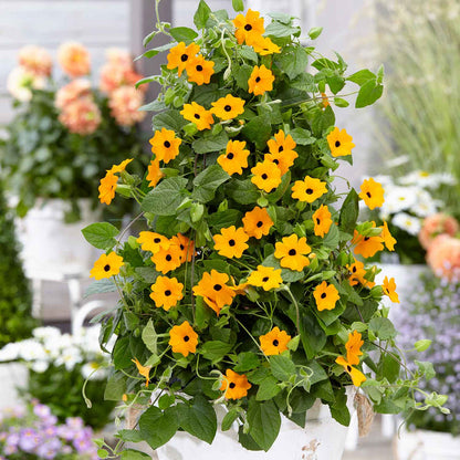 Thunbergia 'Orange'