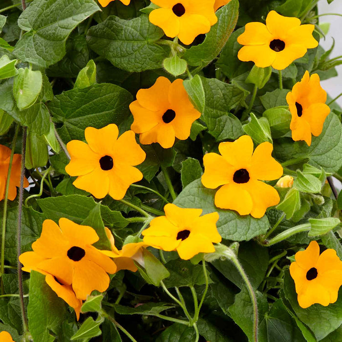 Thunbergia 'Orange'