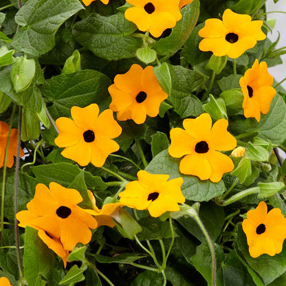 Thunbergia 'Orange'