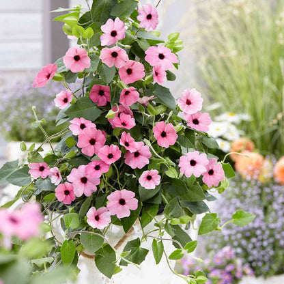 Thunbergia 'Pink Sensation'