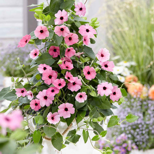 Thunbergia 'Pink Sensation'