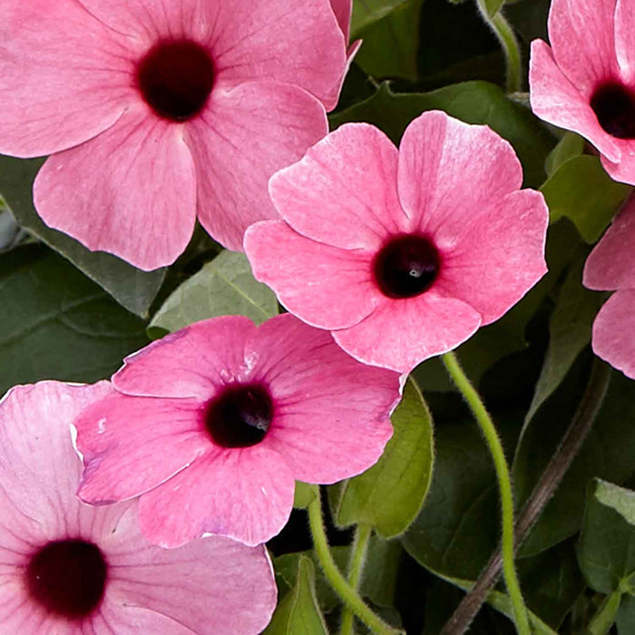 Thunbergia 'Pink Sensation'