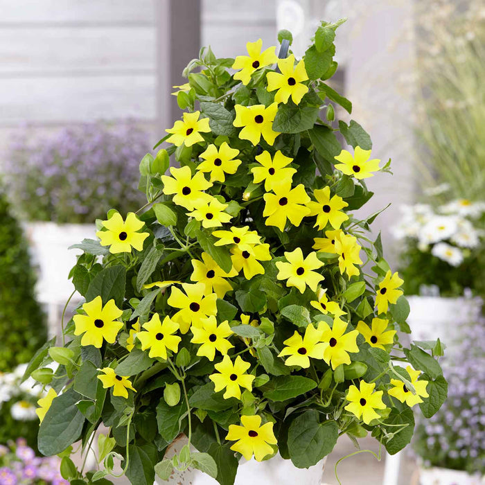 Thunbergia 'Yellow'