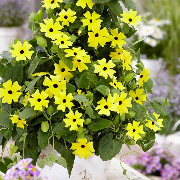 Thunbergia 'Yellow'