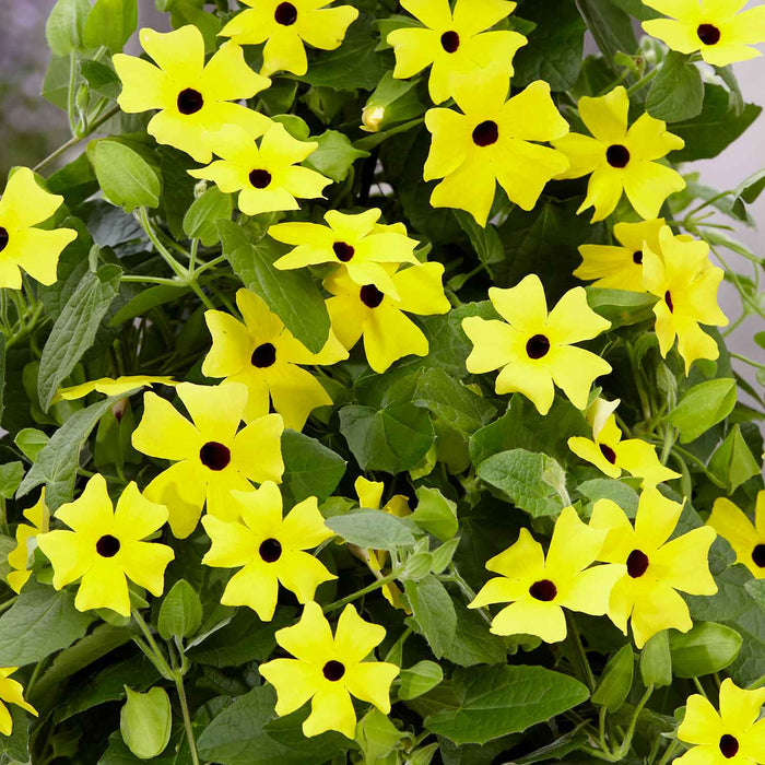 Thunbergia 'Yellow'