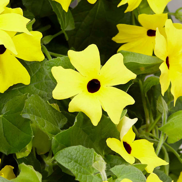 Thunbergia 'Yellow'