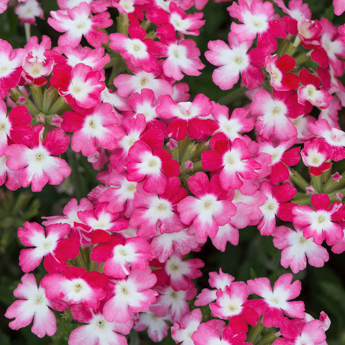 Verbena Plant 'Sparkle Red' - 6 x Super Plug Plants