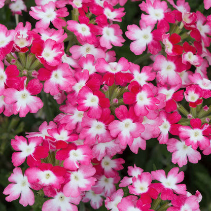 Verbena Plant 'Sparkle Red' - 6 x Super Plug Plants