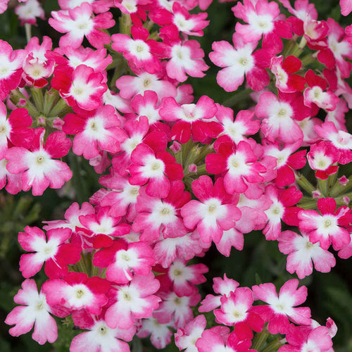 Verbena Plant 'Sparkle Red' - 6 x Super Plug Plants