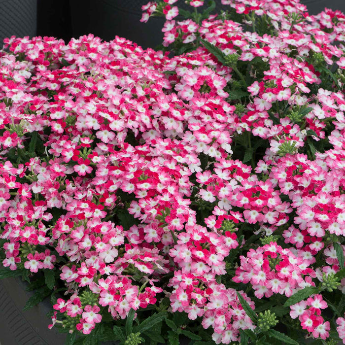 Verbena Plant 'Sparkle Red' - 6 x Super Plug Plants