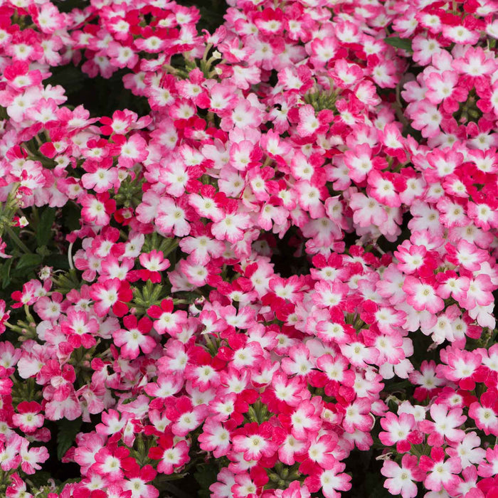 Verbena Plant 'Sparkle Red' - 6 x Super Plug Plants